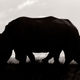 Foto: Rudi Hulshof.